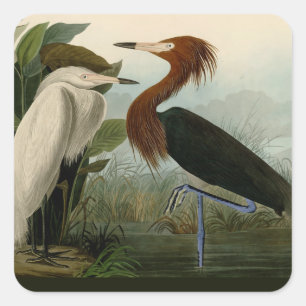 Audubon Purpurreiher Rötlicher Sichler Druck: Voge Quadratischer Aufkleber