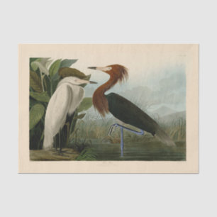 Audubon Purpurreiher Rötlicher Sichler Druck: Voge Seidenpapier
