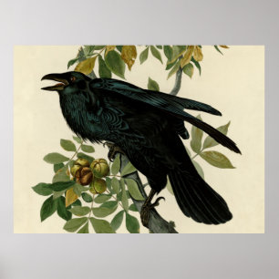 Audubon-Raben-Klassische Kunst Poster