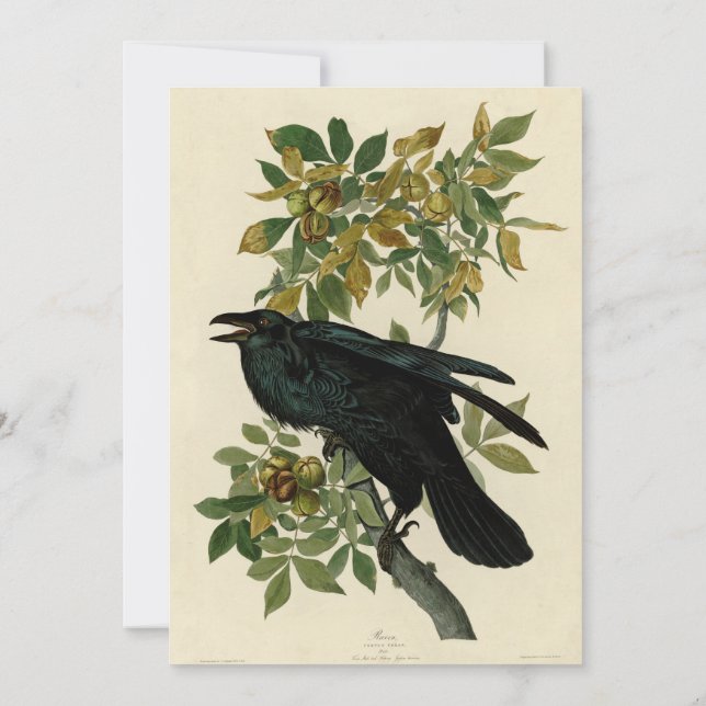 Audubon Raven Bird Classic Artwork Einladung (Rückseite)