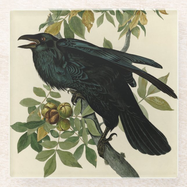 Audubon Raven Bird Classic Artwork Glasuntersetzer (Vorderseite)