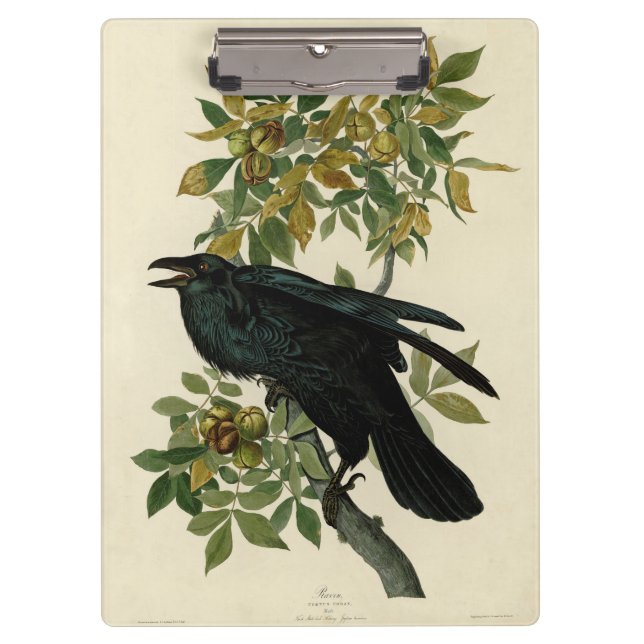 Audubon Raven Bird Classic Artwork Klemmbrett (Vorderseite)