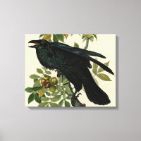 Audubon Raven Bird Classic Artwork