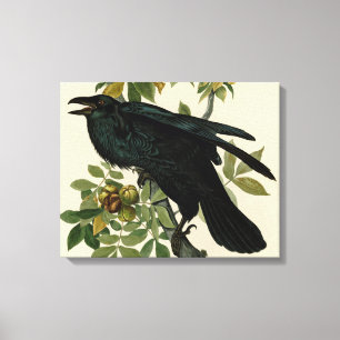 Audubon Raven Bird Classic Artwork Leinwanddruck
