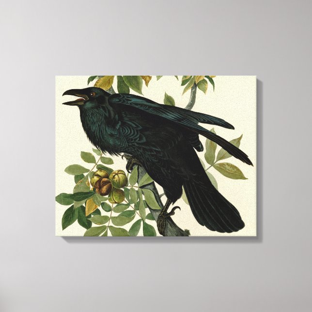 Audubon Raven Bird Classic Artwork Leinwanddruck (Vorderseite)