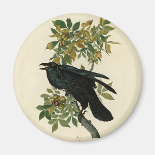 Audubon Raven Bird Classic Artwork Magnet