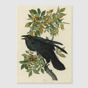 Audubon Raven Bird Classic Artwork Magnetkarte