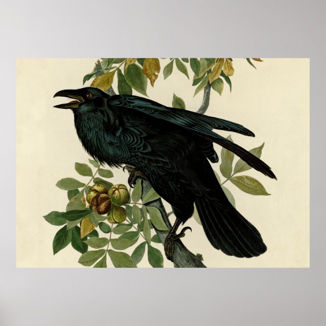 Audubon Raven Bird Classic Artwork Poster (Vorne)