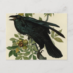 Audubon Raven Bird Classic Artwork Postkarte