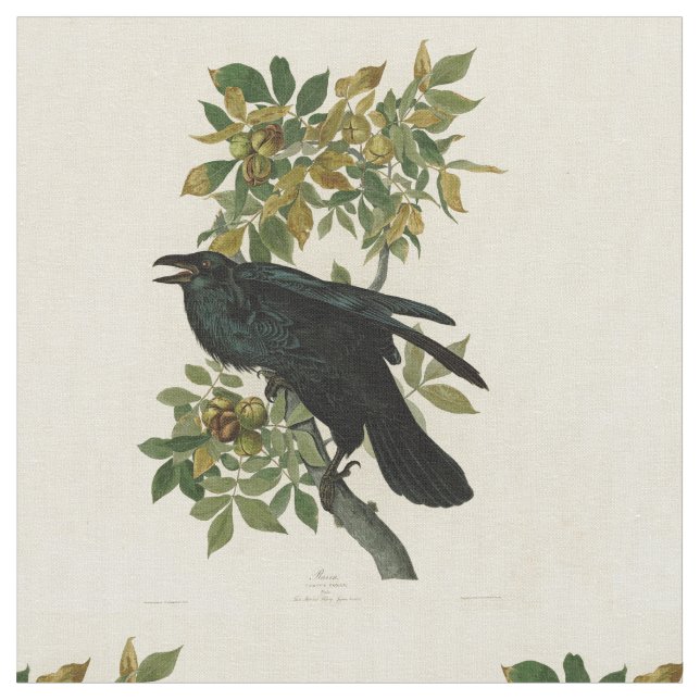 Audubon Raven Bird Classic Artwork Stoff (Nahaufnahme)