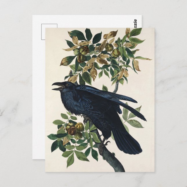 Audubon Raven Bird Klassische Malerei Postkarte (Vorne/Hinten)