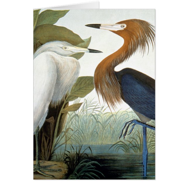 Audubon: Reddish Egret oder Lila Heron (Vorne)