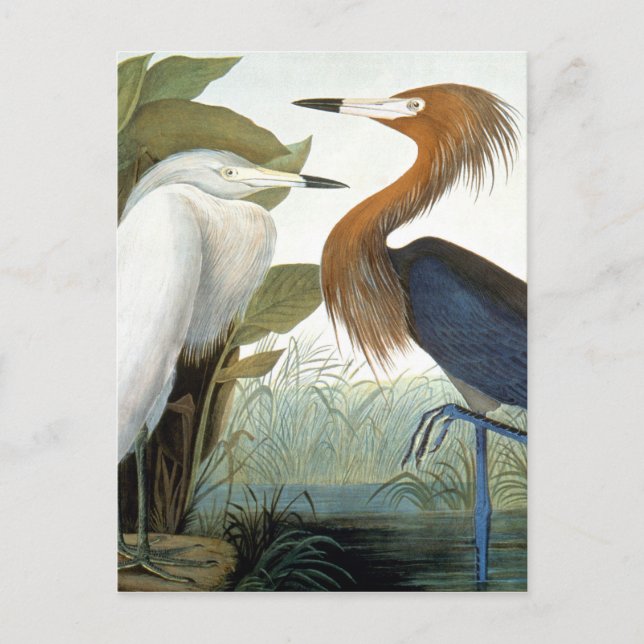 Audubon: Reddish Egret oder Lila Heron Postkarte (Vorderseite)