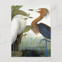 Audubon: Reddish Egret oder Lila Heron