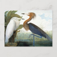 Audubon: Reddish Egret oder Lila Heron
