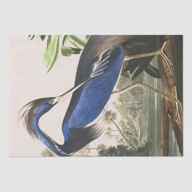 Audubon Reiher-Vogel-Tier-Gewebe-Papier Seidenpapier (Vorderseite)