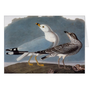 Audubon: Ring-Billed Gull