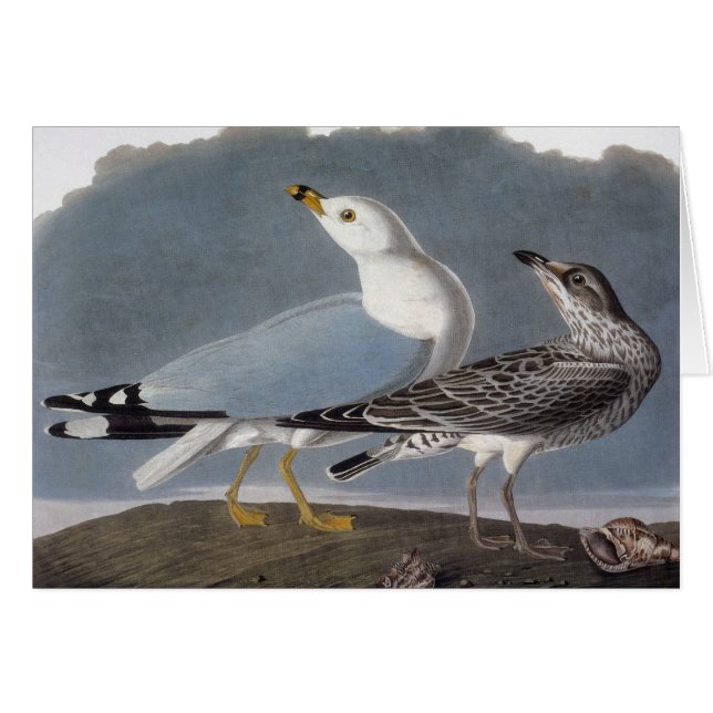 Audubon: Ring-Billed Gull (Vorderseite (Horizontal))