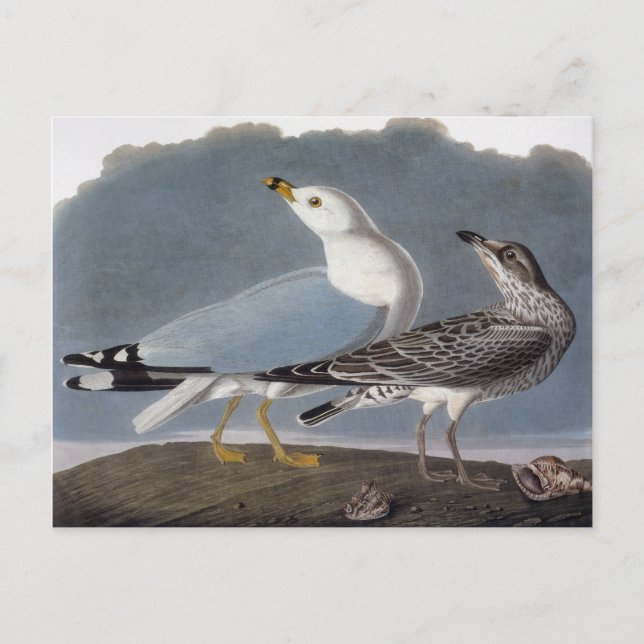 Audubon: Ring-Billed Gull Postkarte (Vorderseite)