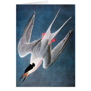 Audubon: Roseate Tern