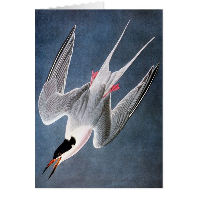 Audubon: Roseate Tern (Vorne)