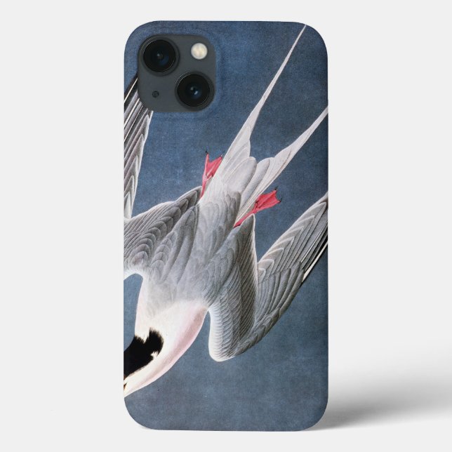 Audubon: Roseate Tern Case-Mate iPhone Hülle (Rückseite)
