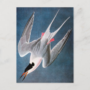 Audubon: Roseate Tern Postkarte