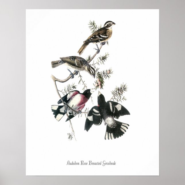 Audubon-Rotbrust-Grosbeak-Vogelposter Poster (Vorne)