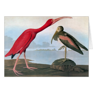 Audubon: Scarlet Ibis