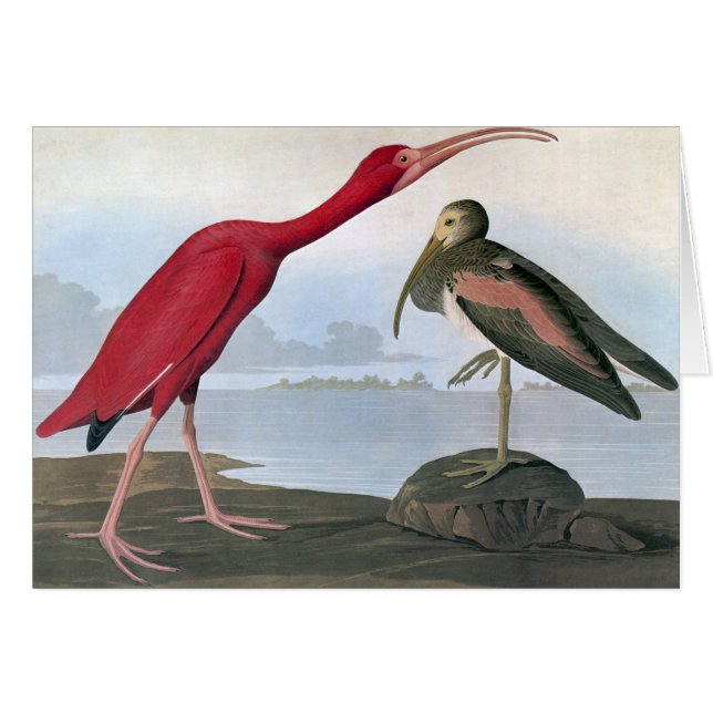 Audubon: Scarlet Ibis (Vorderseite (Horizontal))