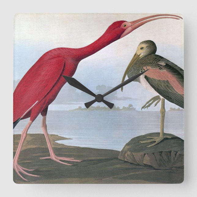 Audubon: Scarlet Ibis Quadratische Wanduhr (Vorderseite)
