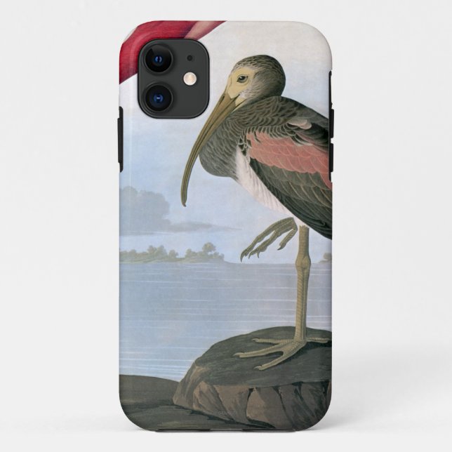 Audubon: Scharlachrot IBIS Case-Mate iPhone Hülle (Rückseite)