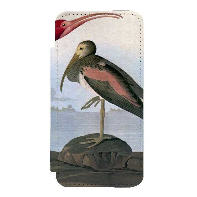 Audubon: Scharlachrot IBIS Incipio iPhone Geldbeutel-Hülle (Folio Vorderseite)