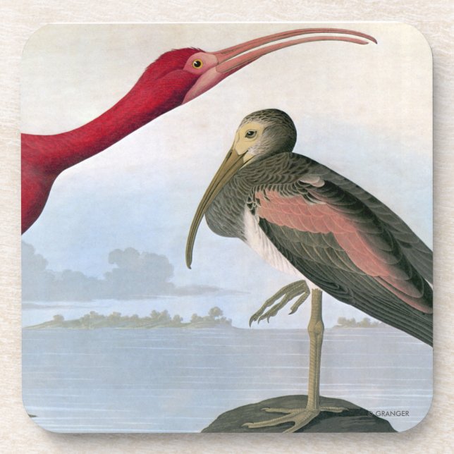 Audubon: Scharlachrot IBIS Untersetzer (Vorderseite)