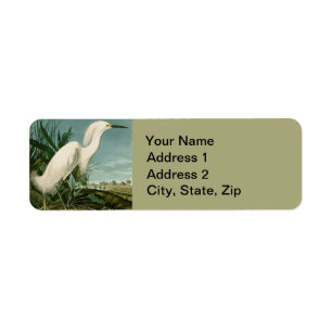 Audubon Schneeregenpfeifer Weißer Reiher Vogel Vog