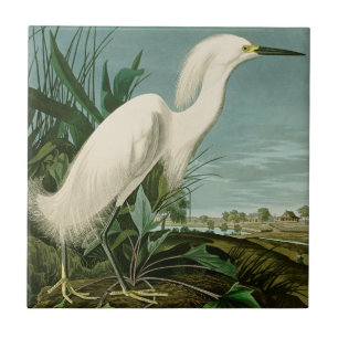 Audubon Schneereiher Weißer Reiher Vogel Vogelbeob Fliese