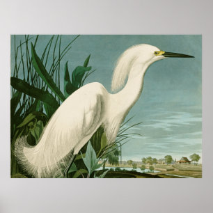 Audubon Schneereiher Weißer Reiher Vogel Vogelbeob Poster