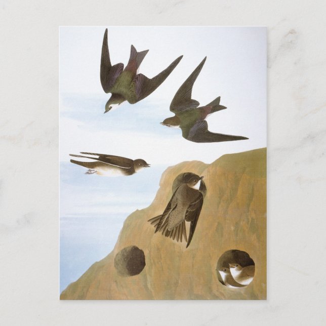 Audubon: Schwalben Postkarte (Vorderseite)