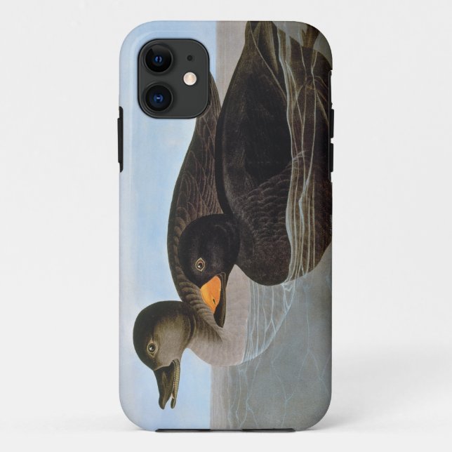 Audubon: Schwarze Ente Case-Mate iPhone Hülle (Rückseite)