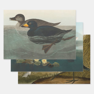 Audubon Schwarze Trauerente Druck: Vintage Küstene Geschenkpapier Set