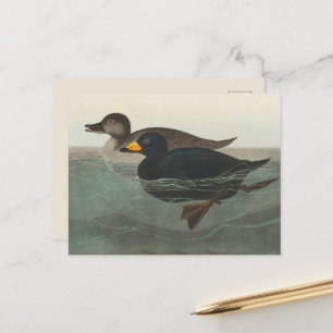 Audubon Schwarze Trauerente Druck: Vintage Küstene Postkarte