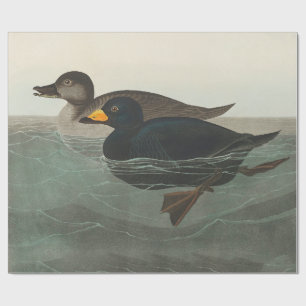Audubon Schwarzente Druck: Vintage Küstenente Geschenkpapier