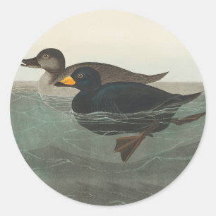 Audubon Schwarzente Druck: Vintage Küstenente Runder Aufkleber