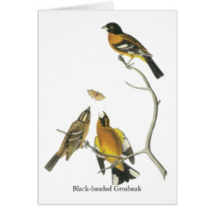 Audubon schwarzköpfiger Grosbeak