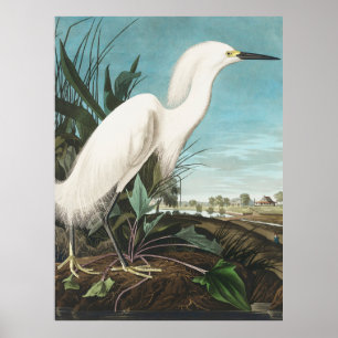 Audubon Snowy Heron oder White Egret Plate CCXLII Poster