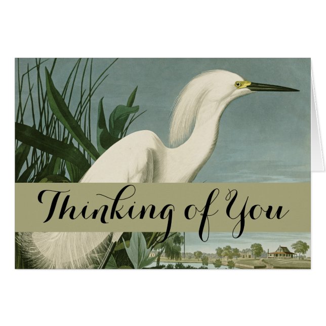 Audubon Snowy Heron White Egret Bird Vogelbeobacht (Vorderseite (Horizontal))