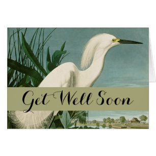 Audubon Snowy Heron White Egret Bird Vogelbeobacht