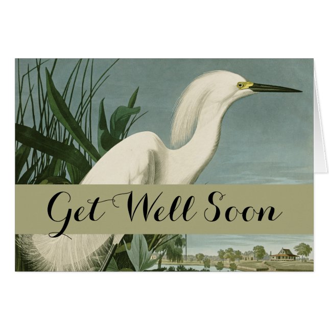Audubon Snowy Heron White Egret Bird Vogelbeobacht (Vorderseite (Horizontal))