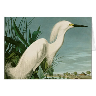 Audubon Snowy Heron White Egret Bird Vogelbeobacht