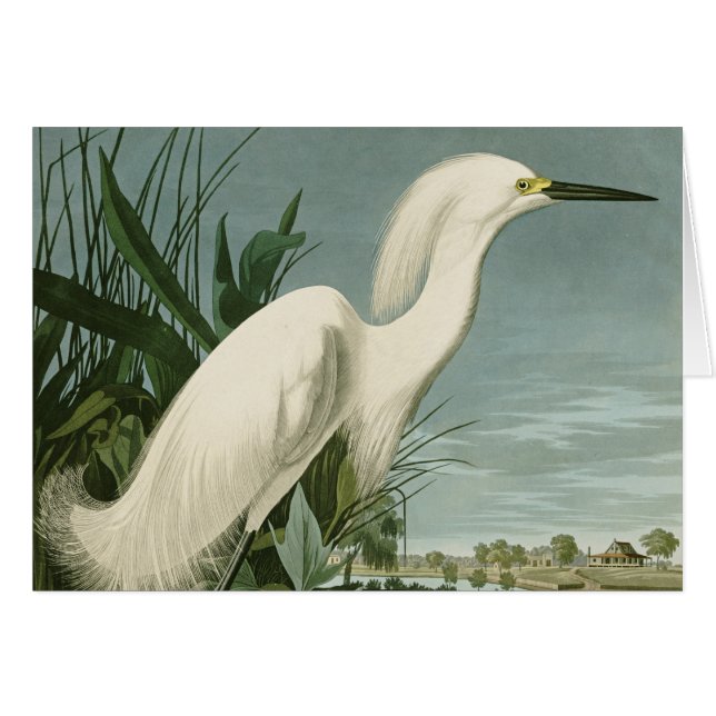 Audubon Snowy Heron White Egret Bird Vogelbeobacht (Vorderseite (Horizontal))